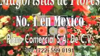 Mercado De Plantas Ornamentales En Mexico