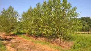 Venta De Arboles Y Arbustos Ornamentales