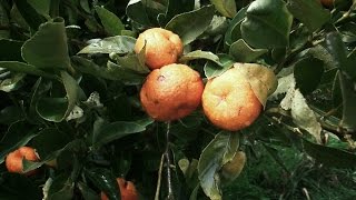 Arboles Frutales Resistentes Al Frio