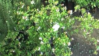 Arbustos Ornamentales Con Flores Rojas