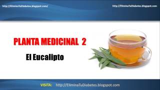 Plantas Curativas Para La Diabetes