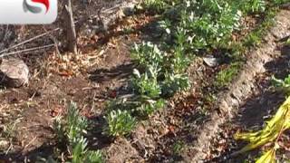 Manual Huertos Familiares 2010