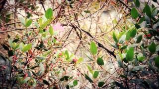 Arbustos Ornamentales Con Frutos Rojos