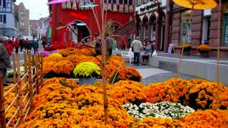 Plantas Ornamentales Origen