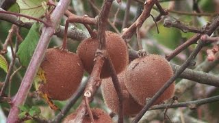 Arboles Frutales Kiwi