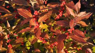 Arbustos Ornamentales Con Frutos Rojos