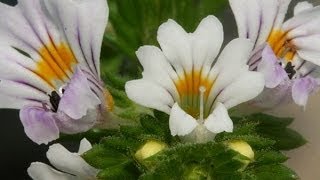 La Biblia De Las Plantas Medicinales Y Curativas