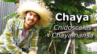 Plantas Curativas Chaya