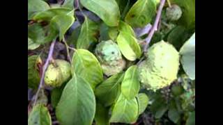 Huertos Familiares En Zonas Tropicales