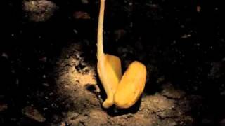Arboles Frutales Que Crecen Rapido