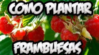 Arboles Frutales Resistentes Al Viento