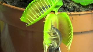 Plantas Carnivoras Atrapamoscas