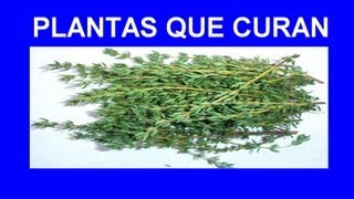 Plantas Curativas Cicatrizantes