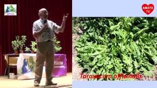 Plantas Curativas Balaguer