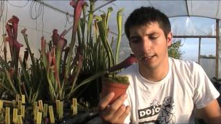 Cuidado De Las Plantas Carnivoras Dionaea