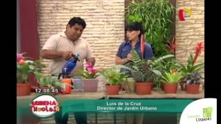 Plantas Ornamentales Bromelias