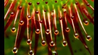 Adaptaciones De Las Plantas Carnivoras Al Medio