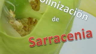 Videos De Plantas Carnivoras Sarracenia