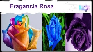 Variedades Arbustos Ornamentales
