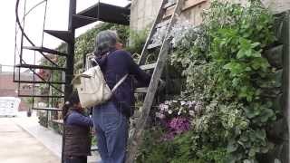 Fichas Tecnicas Plantas Ornamentales