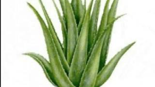 Plantas Curativas Aloe Vera