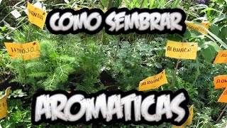 Plantas Curativas Albahaca