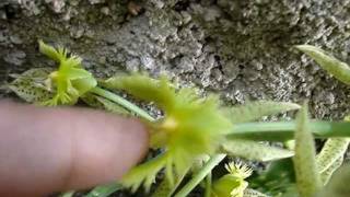 Preço Das Plantas Carnivoras