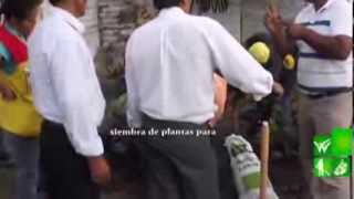 Definicion De Arbustos Ornamentales