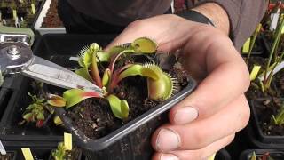 Floracion Plantas Carnivoras