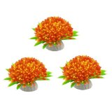 Plantas Ornamentales Con Nombre