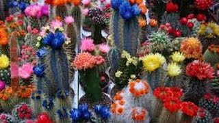 Diseño De Jardines Con Cactus