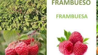 Arboles Frutales Chilenos Nombres