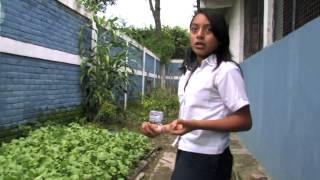 Proyectos De Huertos Familiares En Venezuela