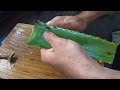 Plantas Curativas Aloe Vera