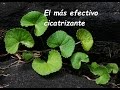 Plantas Curativas Cicatrizantes