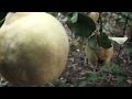 Arboles Frutales De Climas Tropicales