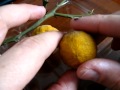 Arboles Frutales Que Soportan El Frio