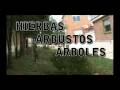 Lista De Arbustos Ornamentales