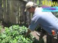 Huertos Familiares Y Seguridad Alimentaria