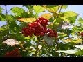 Arboles Frutales Silvestres
