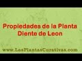 Plantas Curativas Cicatrizantes