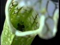 Nome De Especies De Plantas Carnivoras