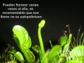 (plantas Carnivoras España) Www.plantascarnivoras.es/