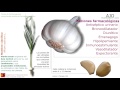 La Biblia De Las Plantas Medicinales Y Curativas