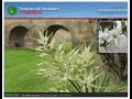 Arboles Y Arbustos Ornamentales