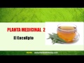 Plantas Curativas Para La Diabetes