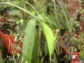 Venta De Plantas Carnivoras En Colombia