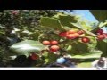 Plantas Ornamentales Venenosas Para Perros
