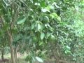 Huertos Familiares En Nicaragua