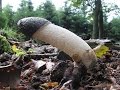 Que Tan Peligrosas Son Las Plantas Carnivoras